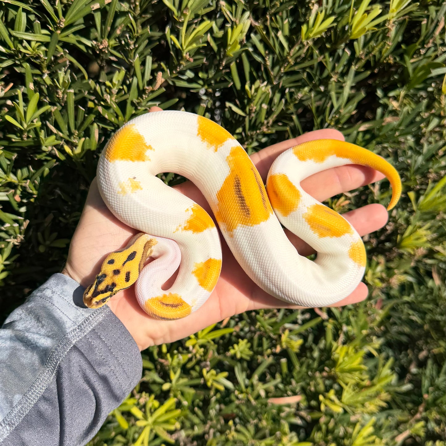 0.1 OD Enchi Leo yb cinny pied