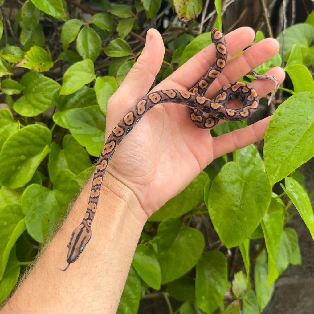 0.1 Brazilian Rainbow boa het anery