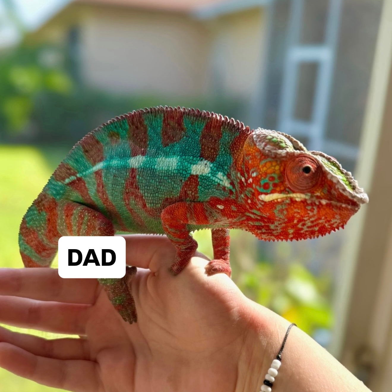 Panther chameleon