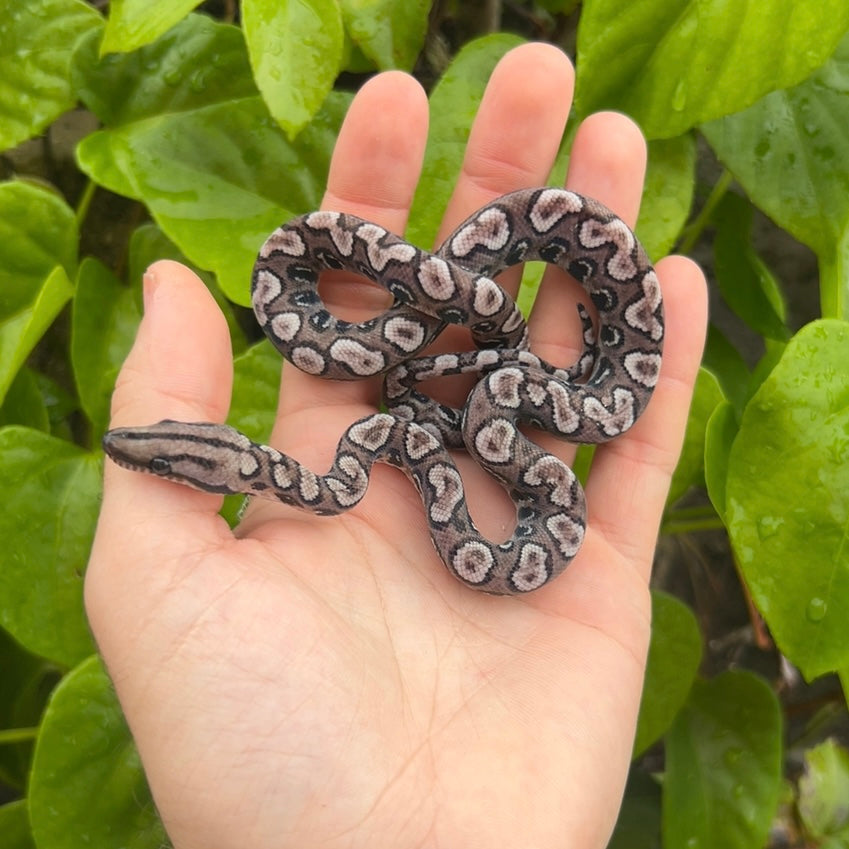 1.0 Anery Brazilian Rainbow boa