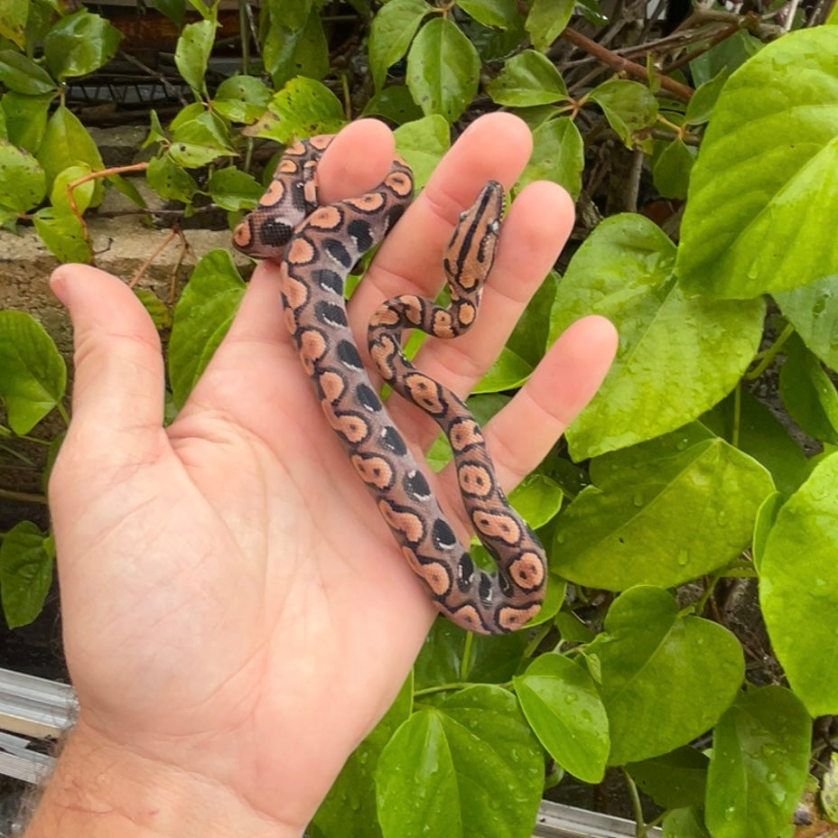 0.1 Brazilian Rainbow boa het anery