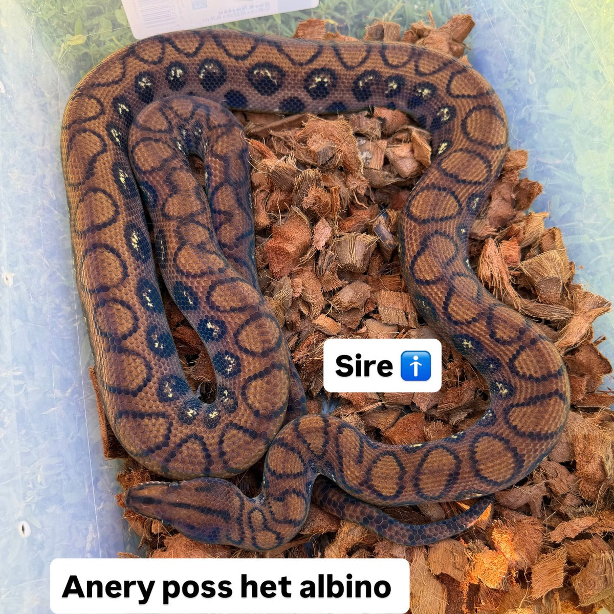 1.0 Rainbow boa het Anery poss het albino
