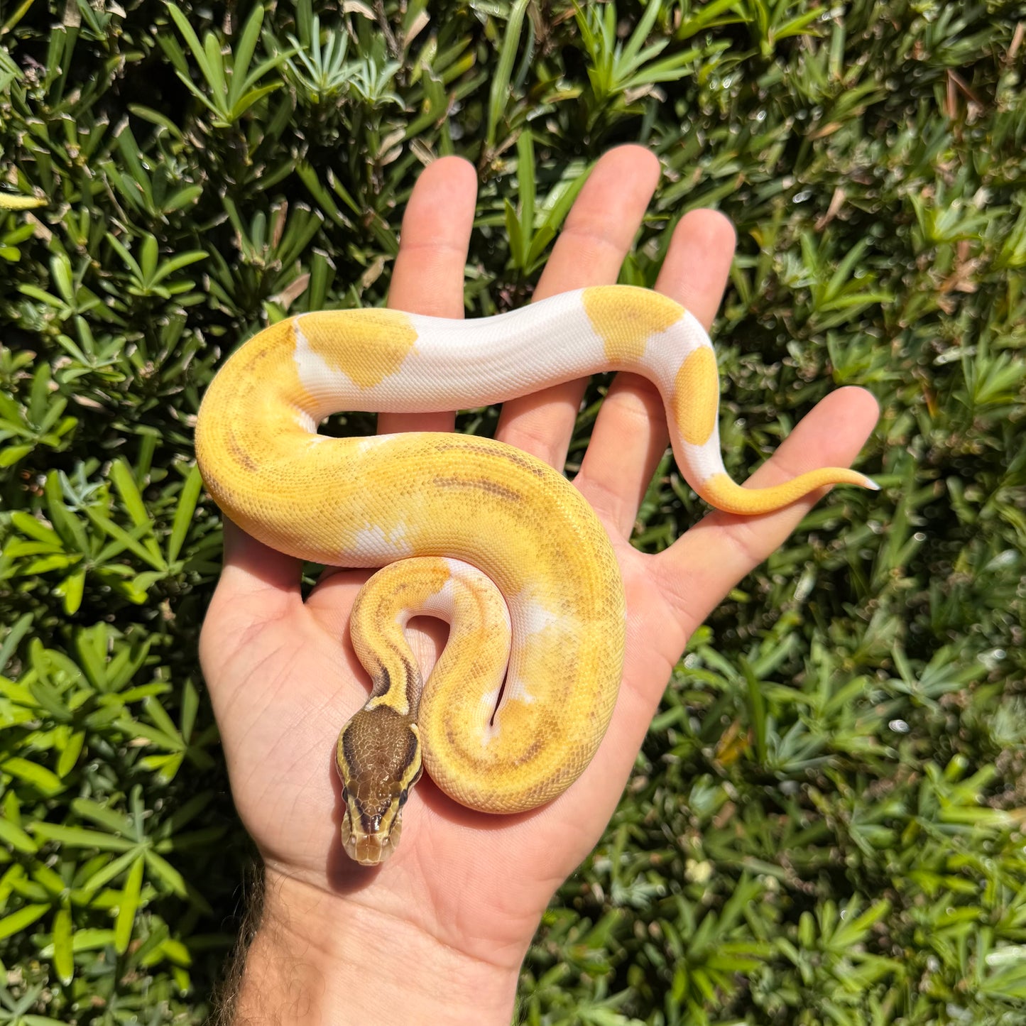0.1 od Mojave enchi pied