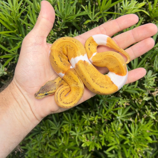 1.0 Lemonblast pied