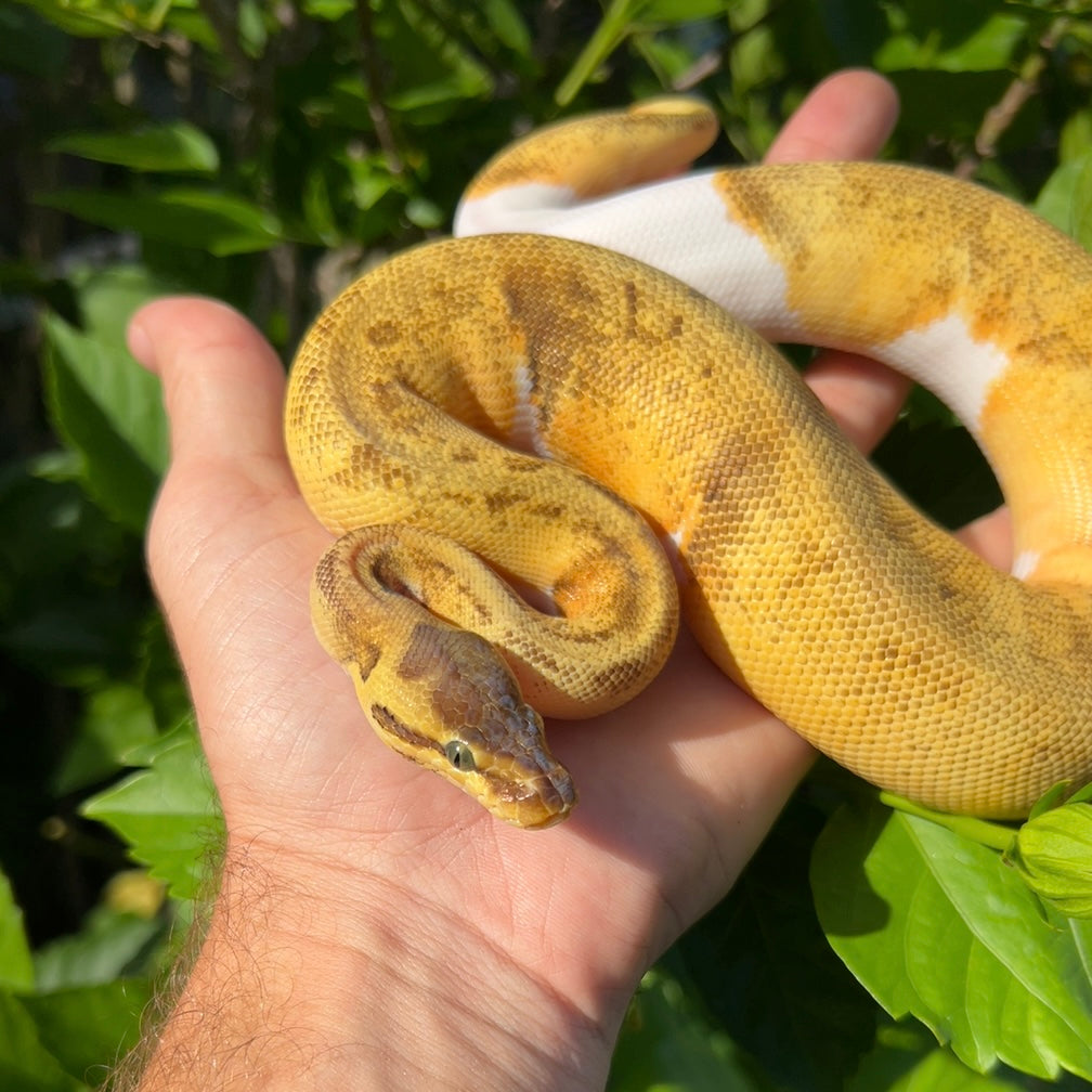 1.0 Super enchi pastel pinstripe pied