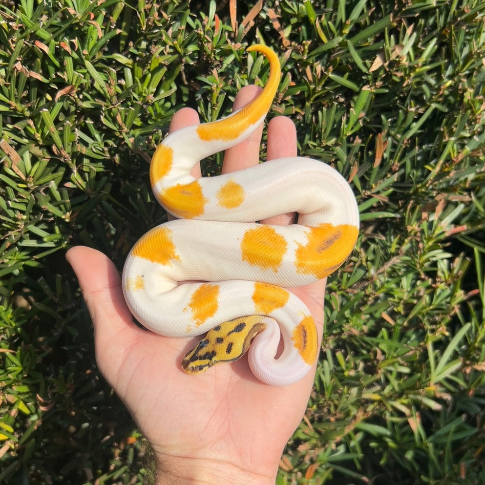 0.1 OD pastel yb enchi leo pied poss cinny