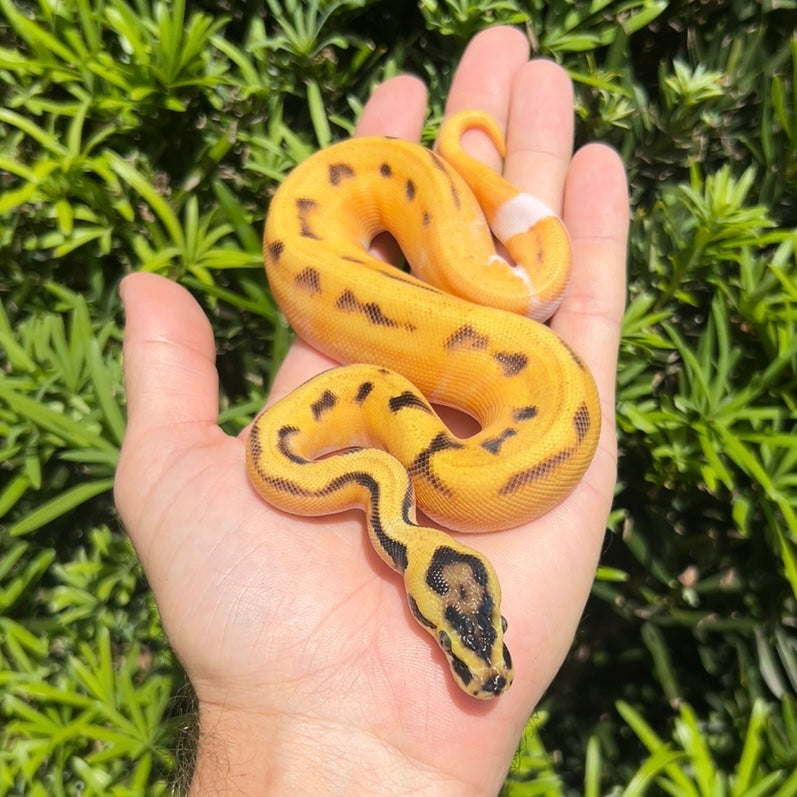 0.1 od pastel yb enchi pied