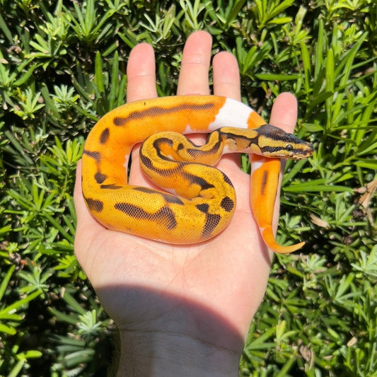 0.1 OD enchi pied