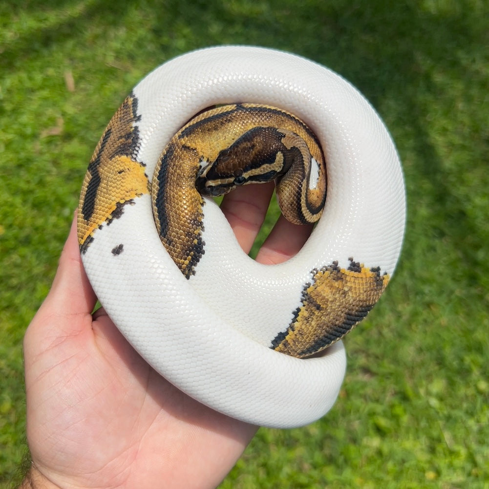 1.0 Pied