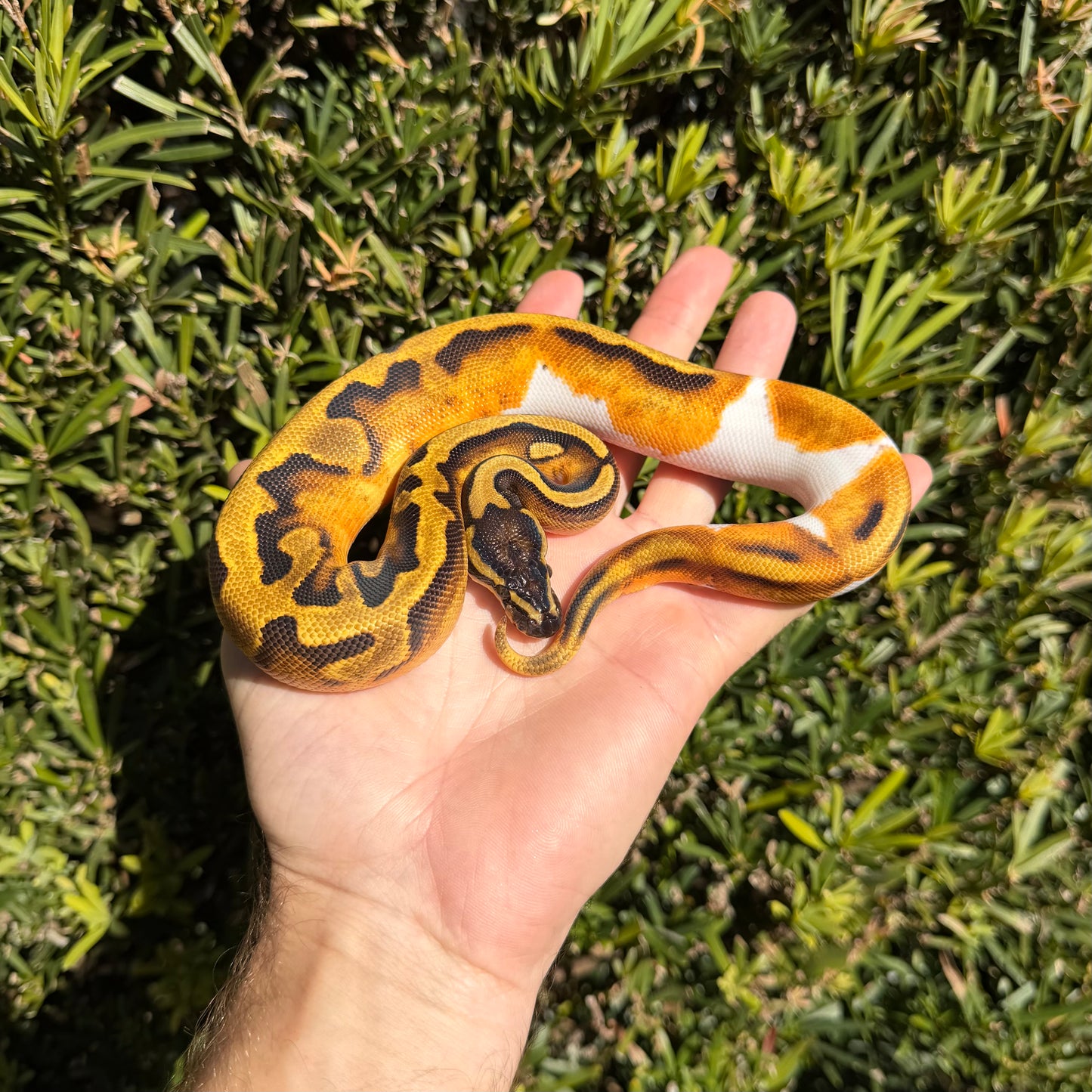 1.0 Enchi pied