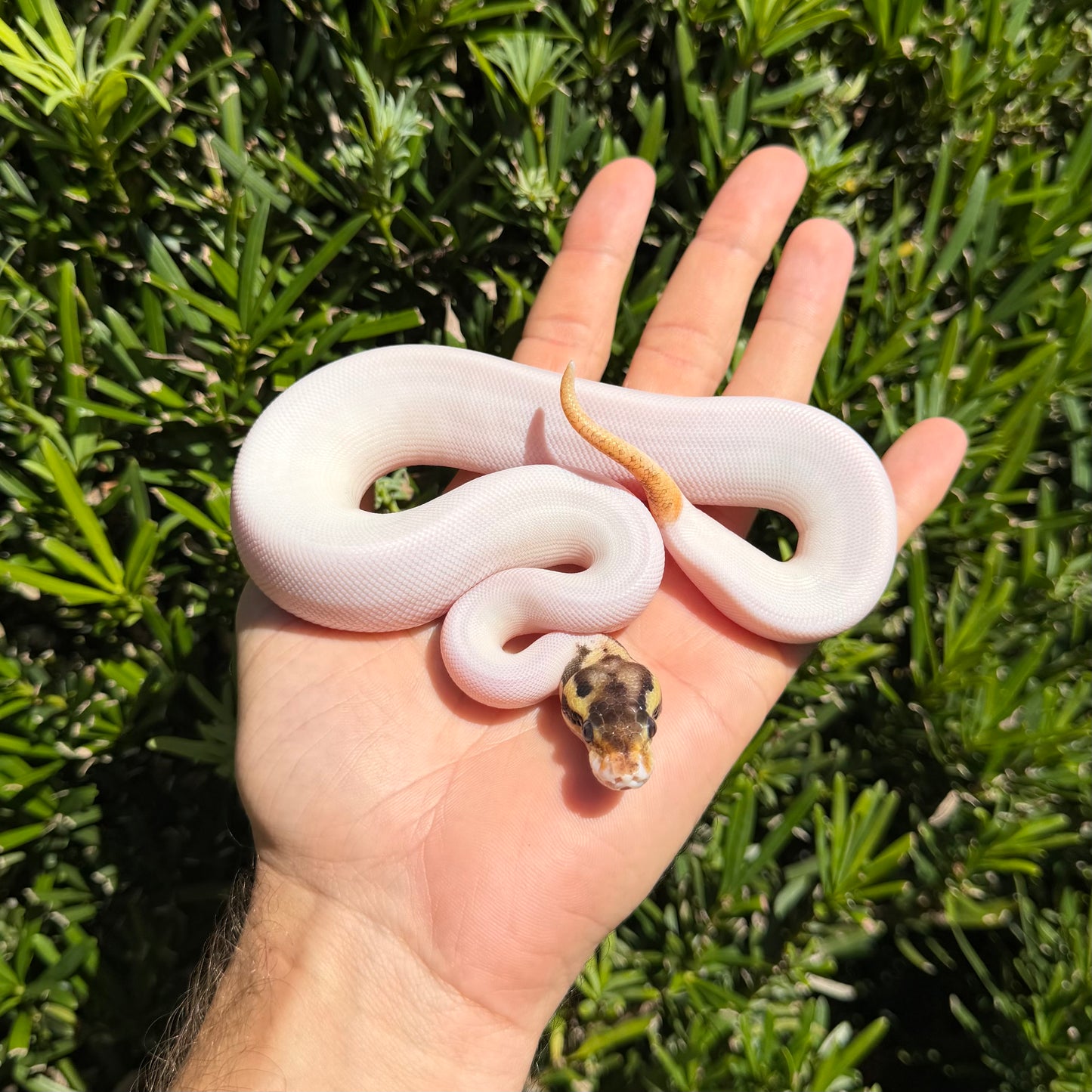0.1 od pastel Leo pied