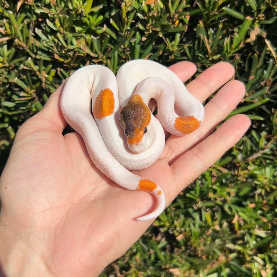 1.0 OD enchi cinny Leo yb pied