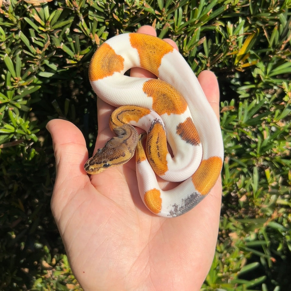 1.0 pinstripe yb pied