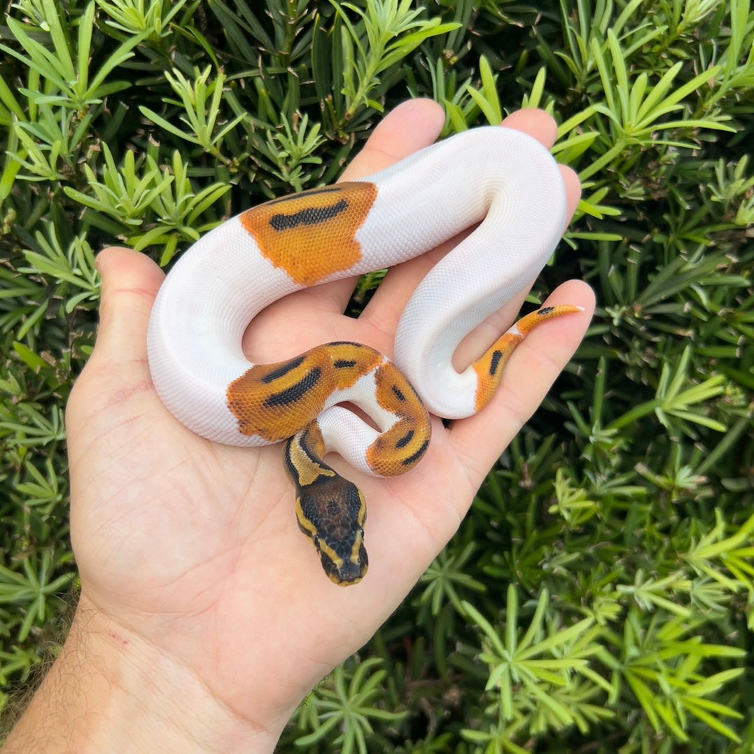 1.0 OD pied