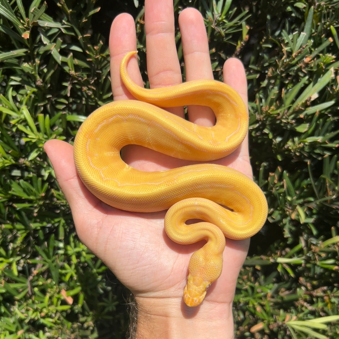 1.0 albino pinstripe poss calico poss candino
