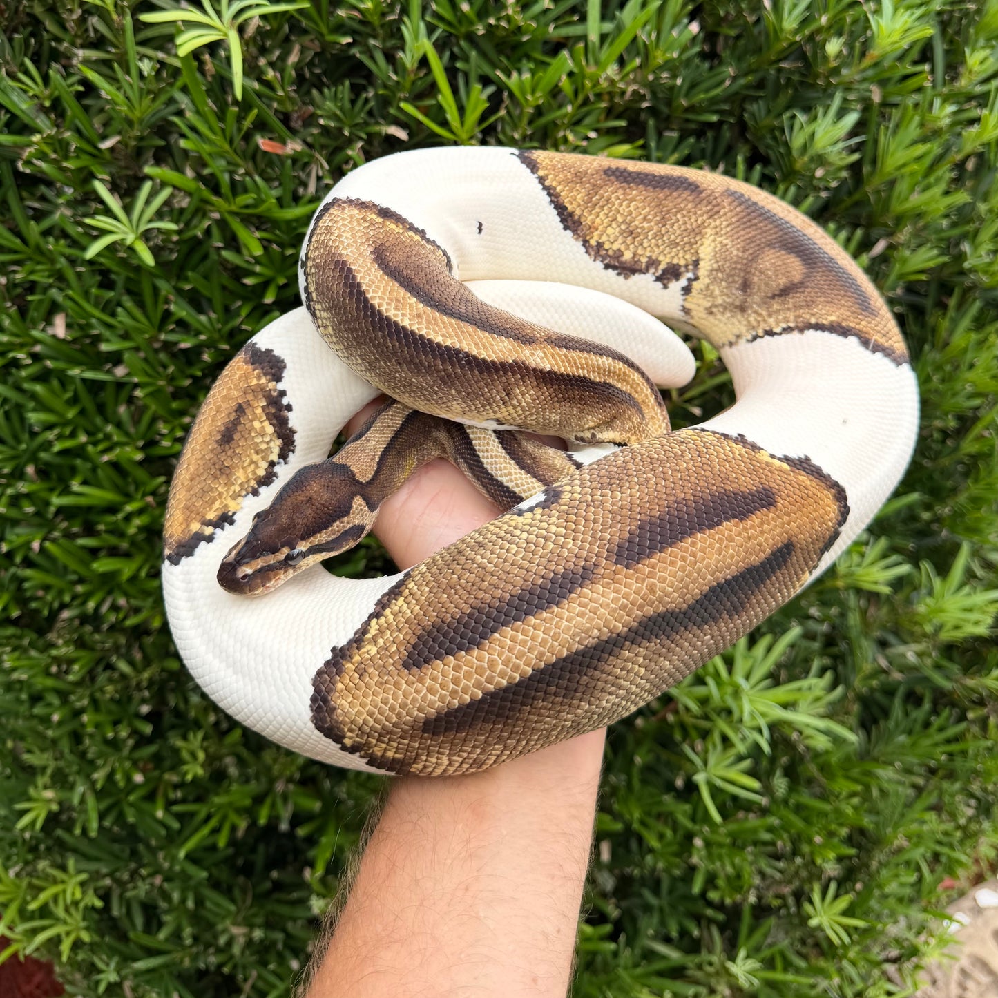 0.1 Pied (proven breeder)