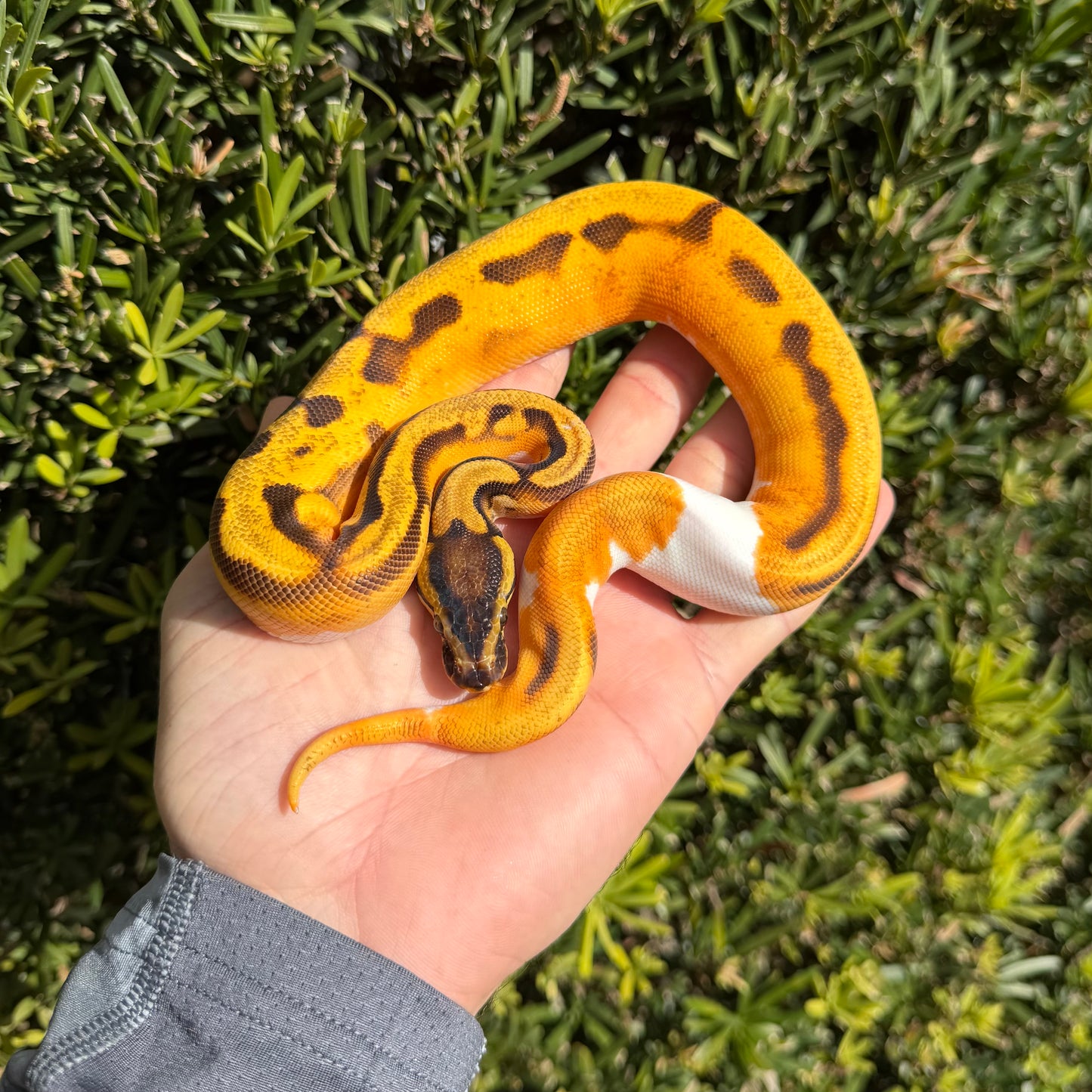 0.1 OD enchi yb pied