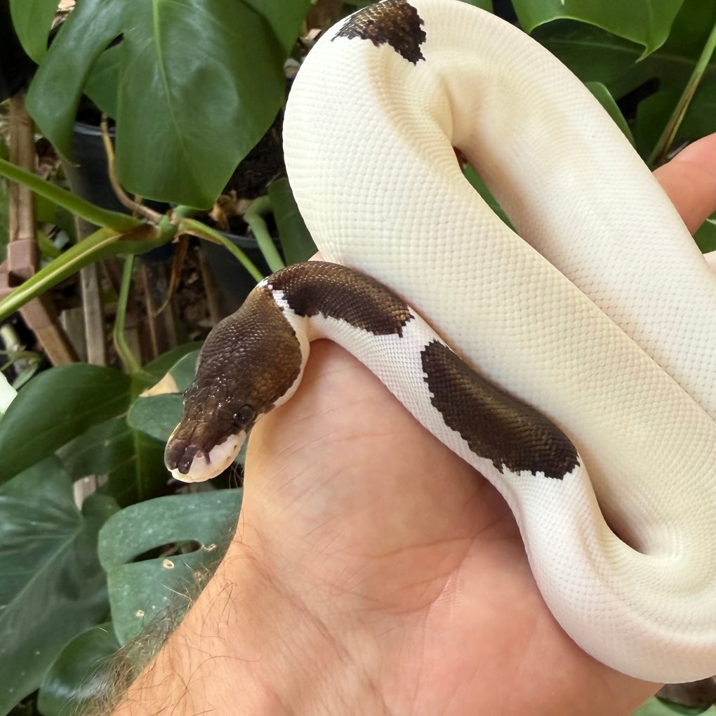 1.0 OD GHI leopard panda pied
