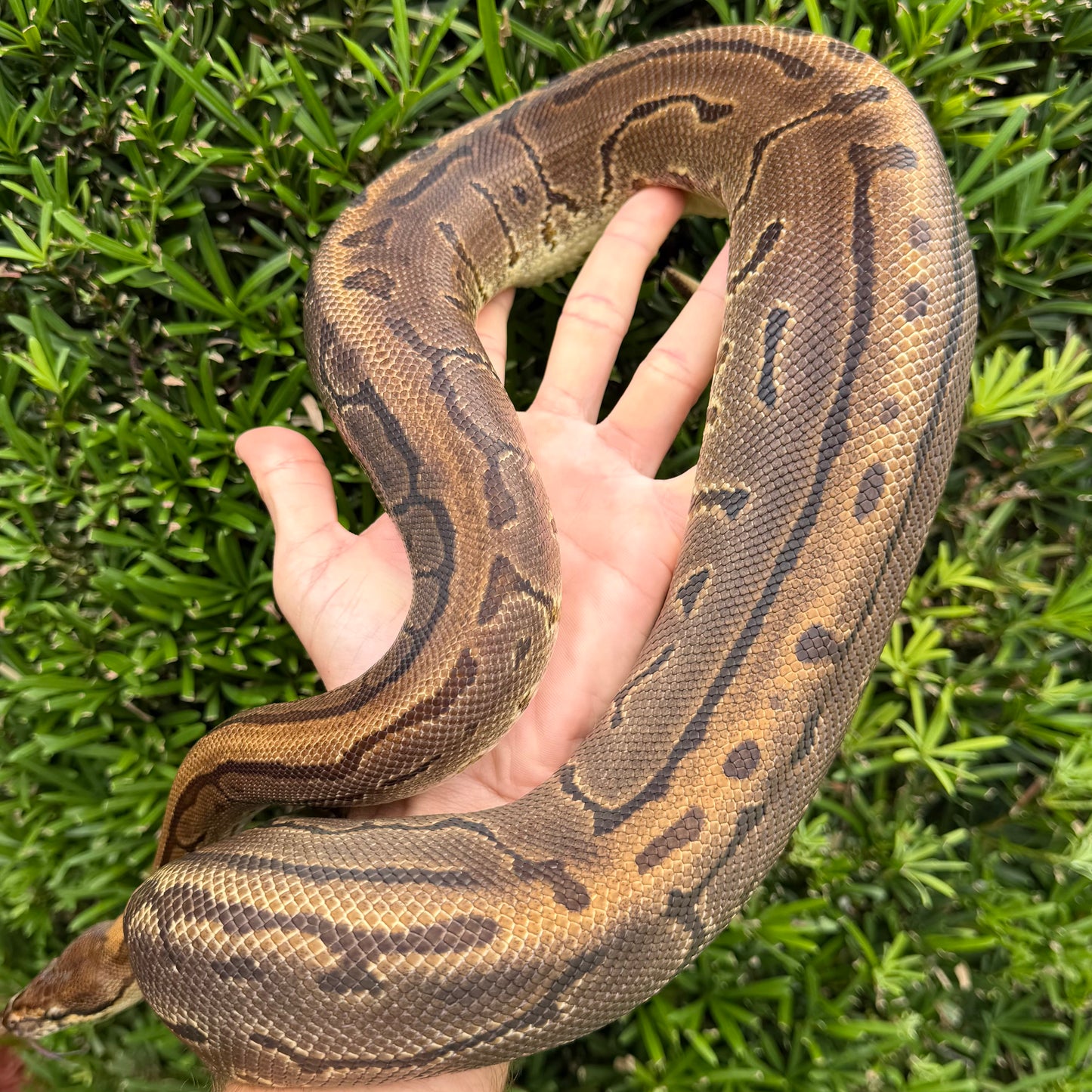 0.1 Leopard pinstripe het pied (proven breeder)