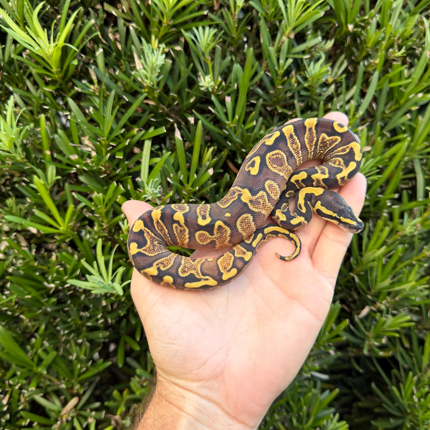 1.0 od yb GHI DH albino/pied