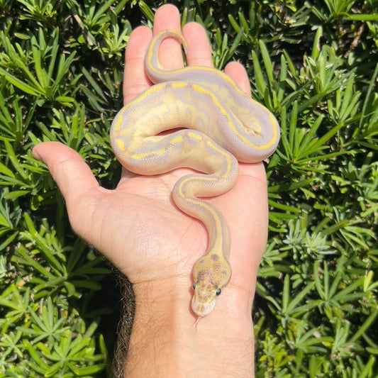 1.0 leopard ivory het pied