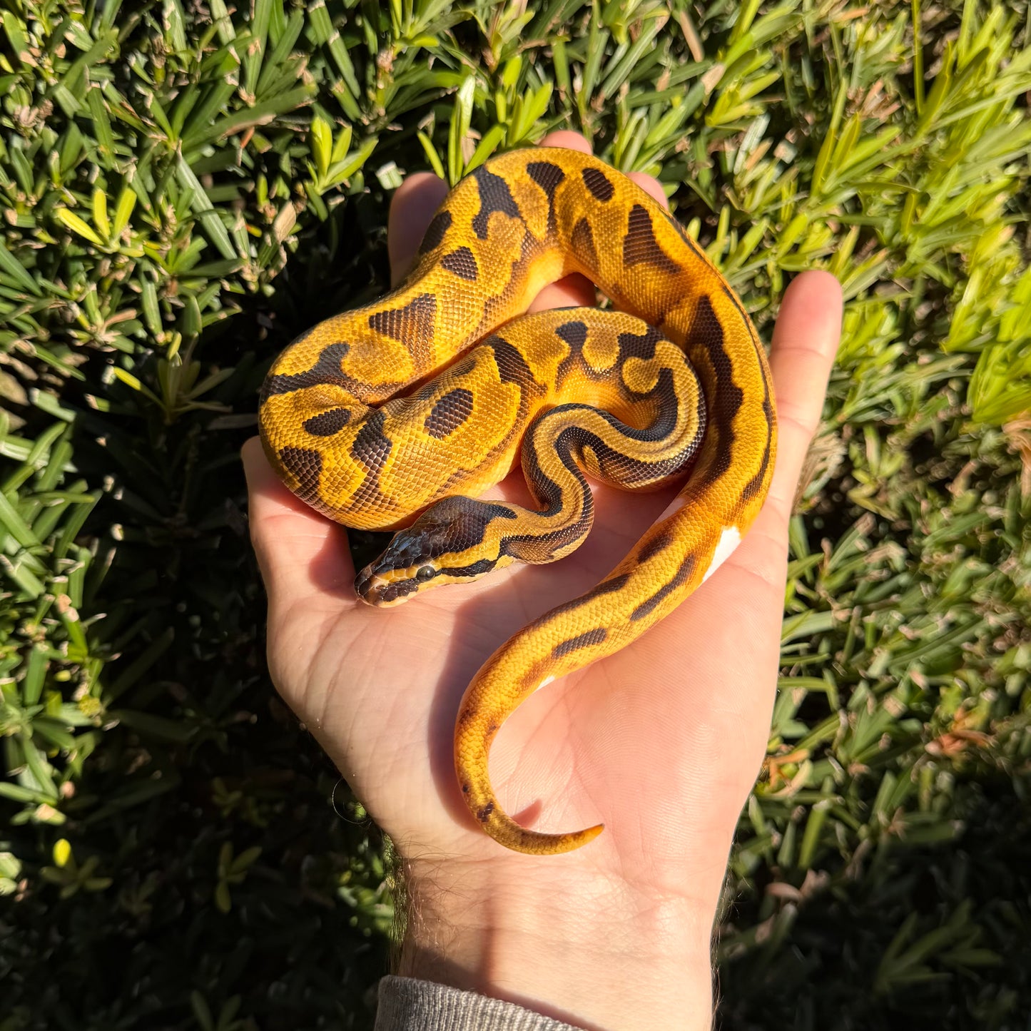 0.1 Enchi pied