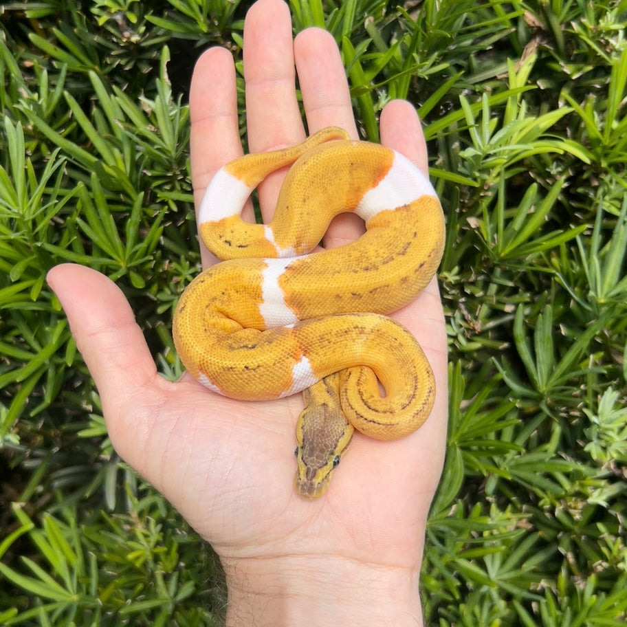 1.0 Lemonblast pied