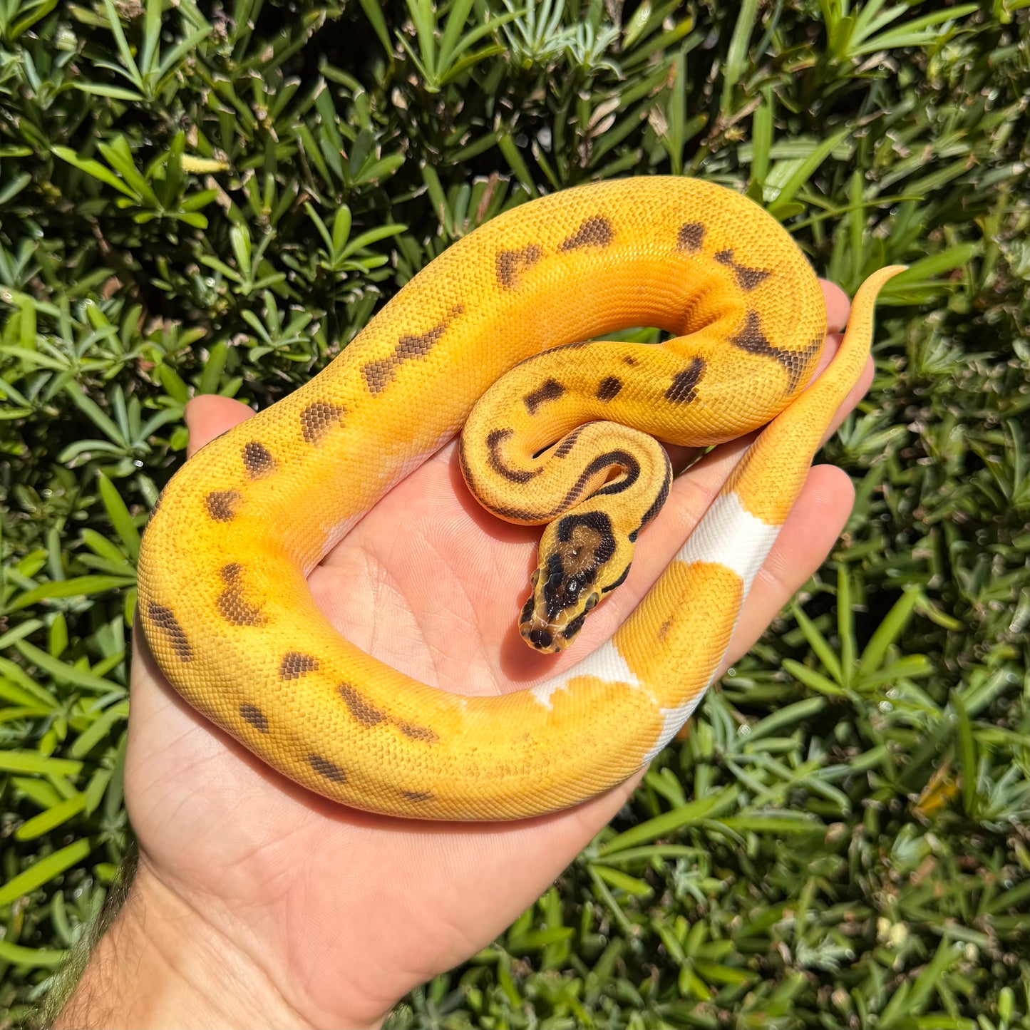 0.1 Od pastel yb Enchi pied