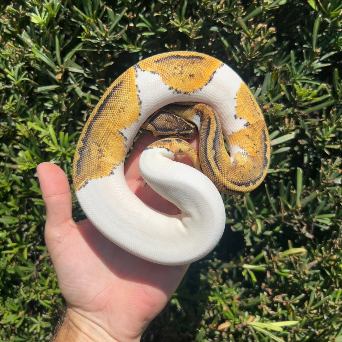 0.1 pastel pied