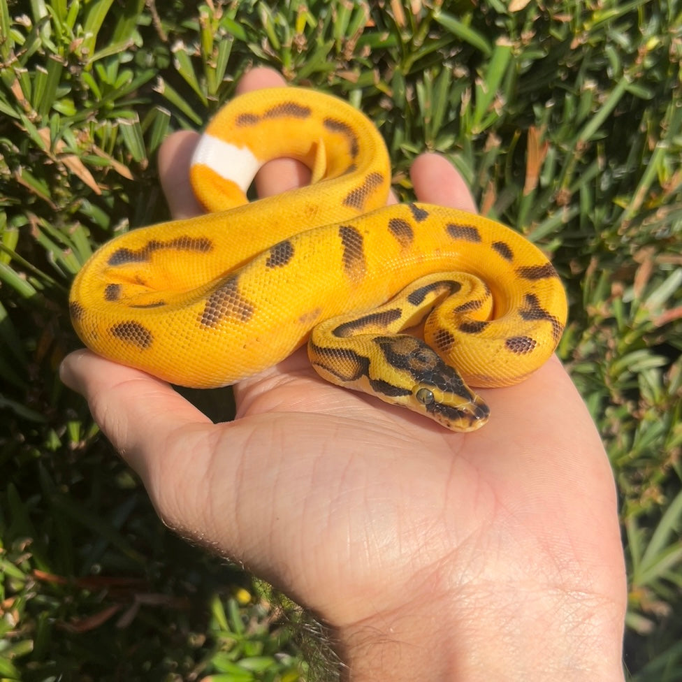 0.1 od pastel yb enchi pied