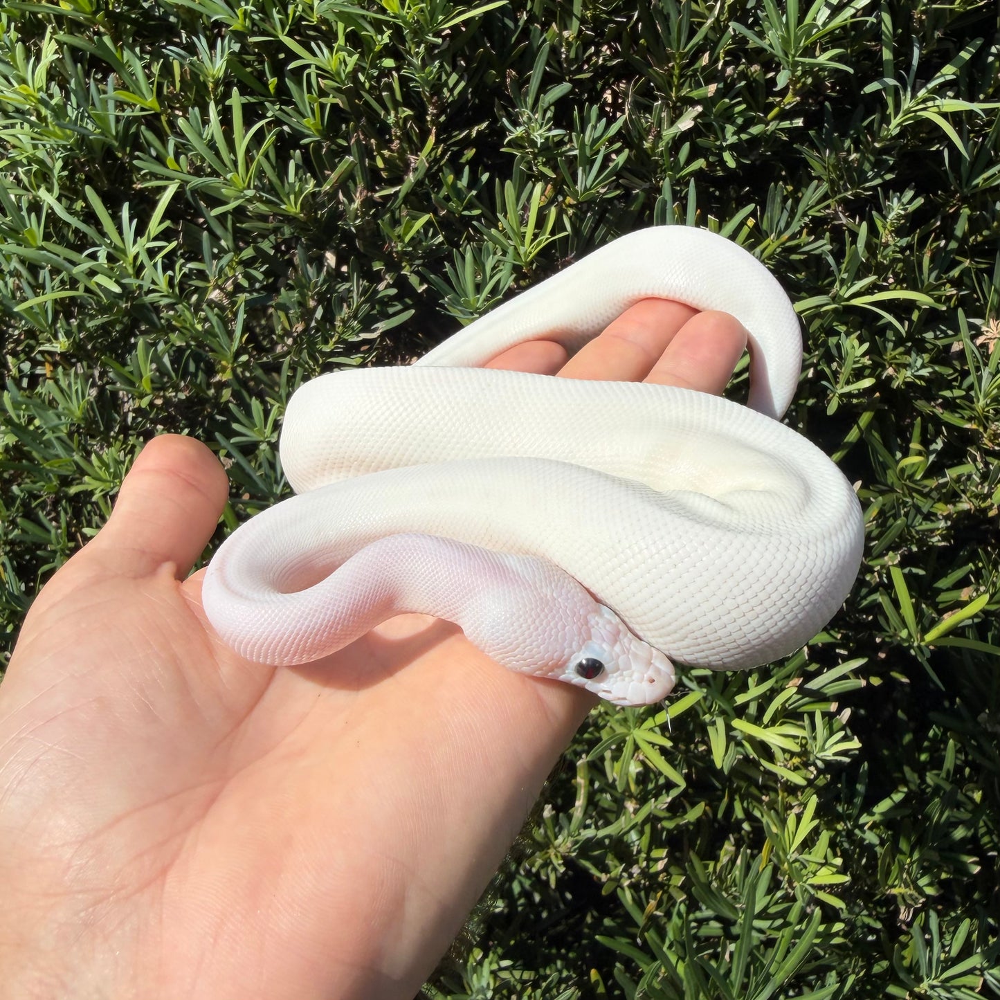 1.0 pewter pied