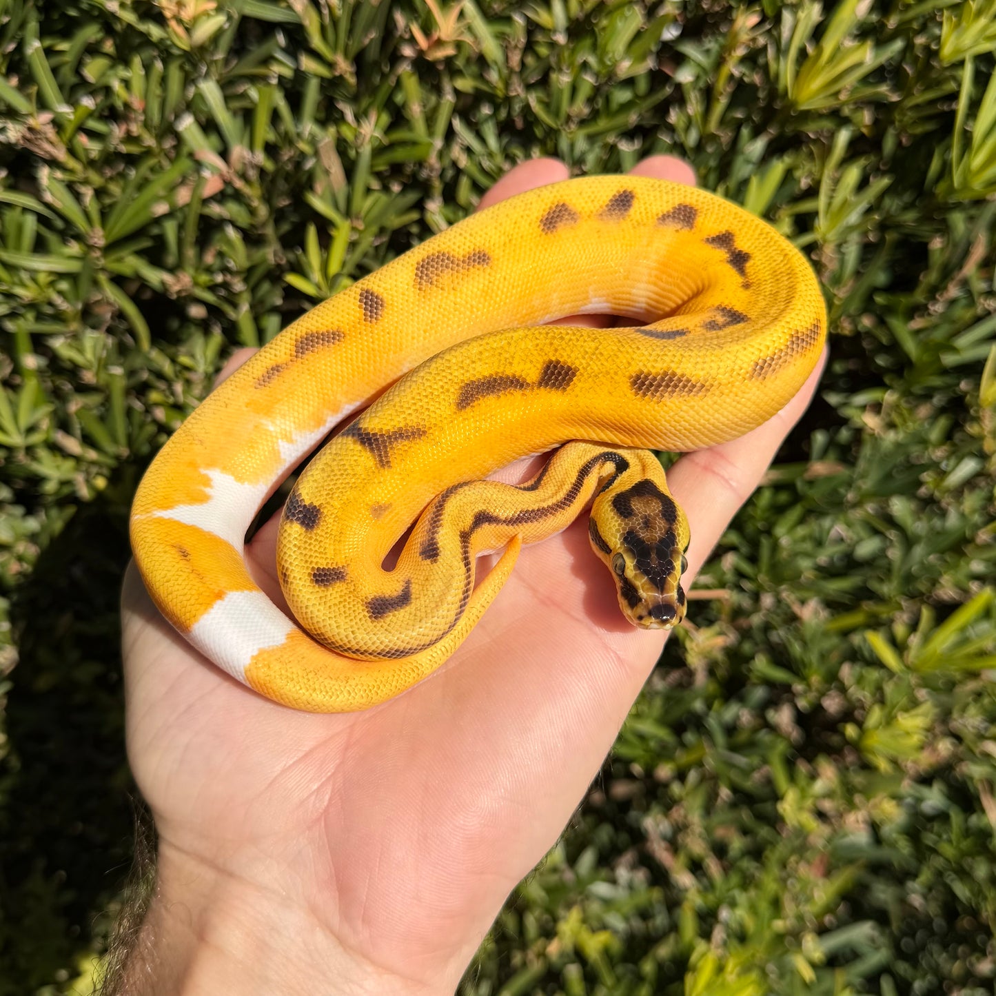0.1 OD pastel yb enchi pied