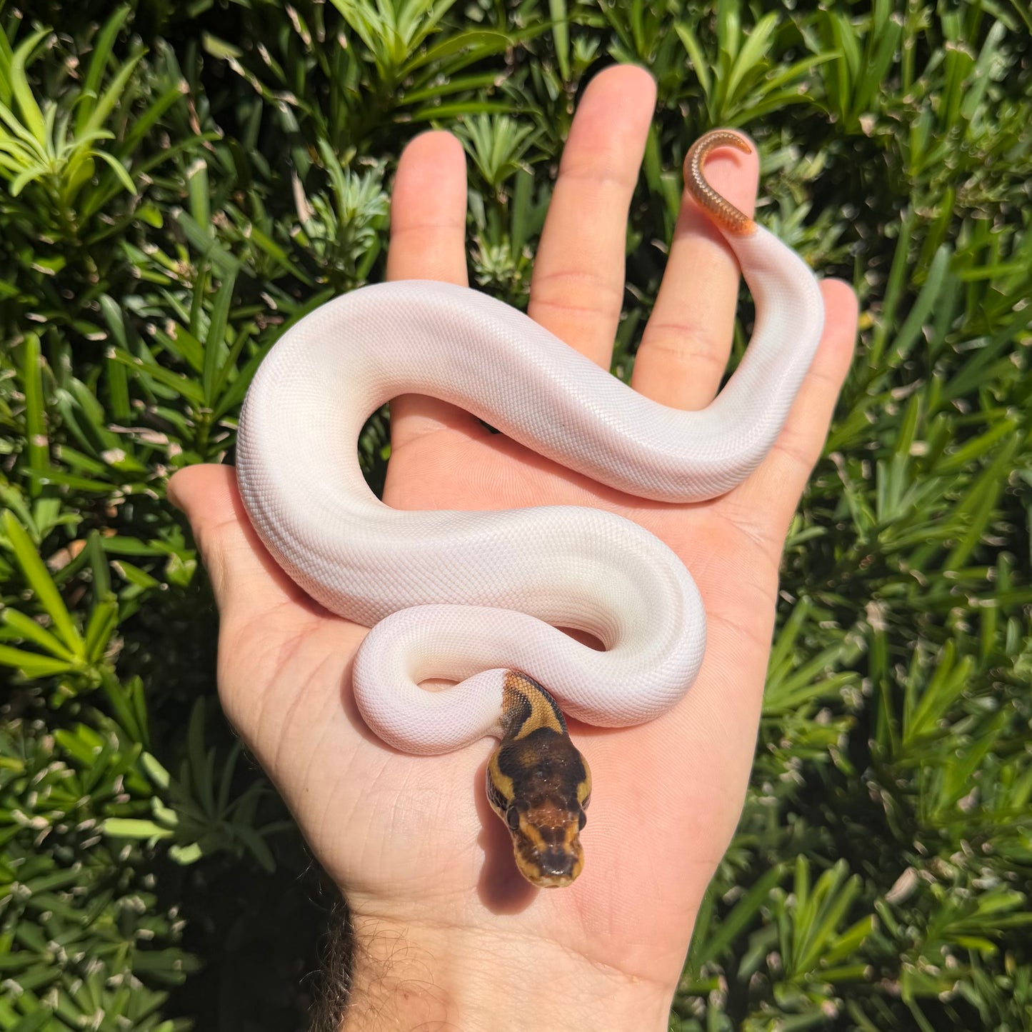 0.1 leopard pied