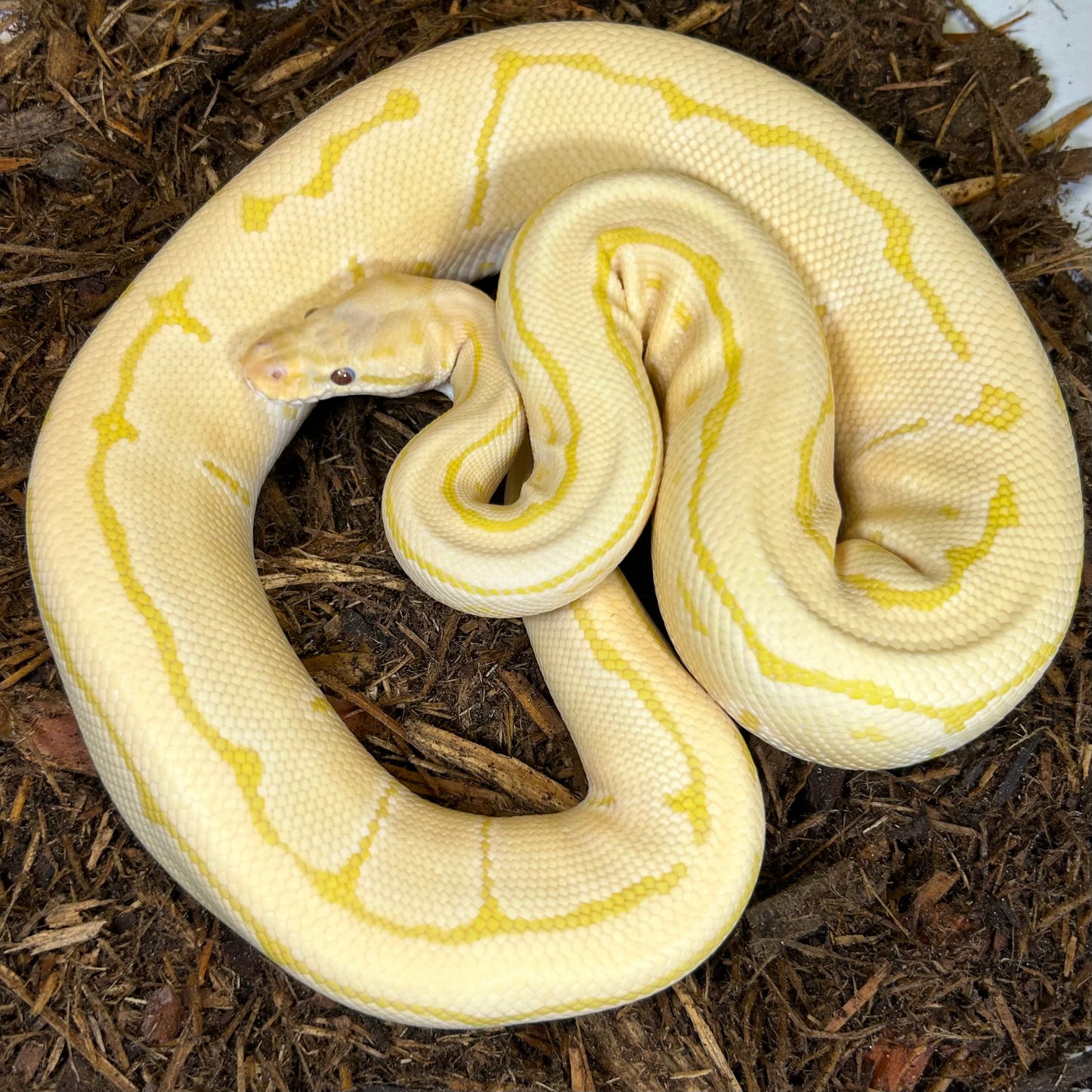 1.0 Pinstripe Candino (proven breeder)