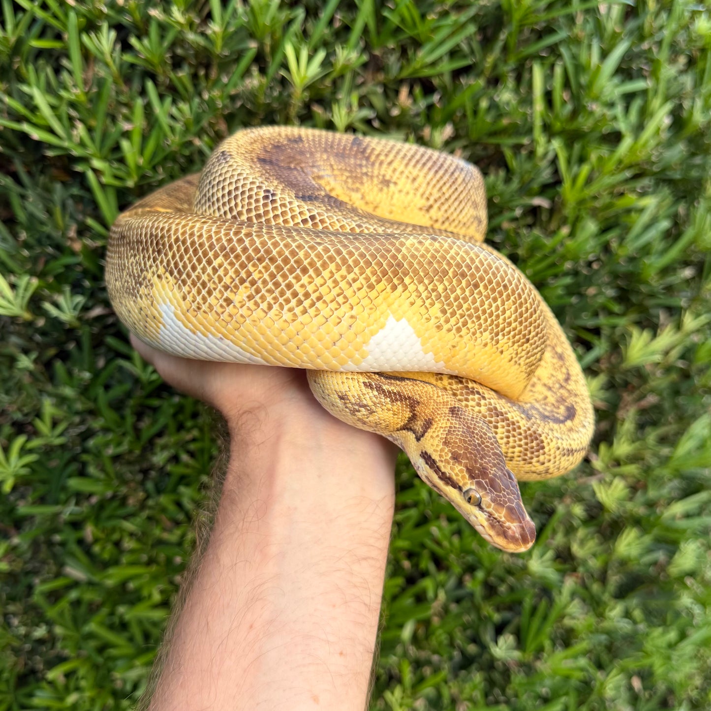 1.0 Enchi lemonblast pied (proven breeder)