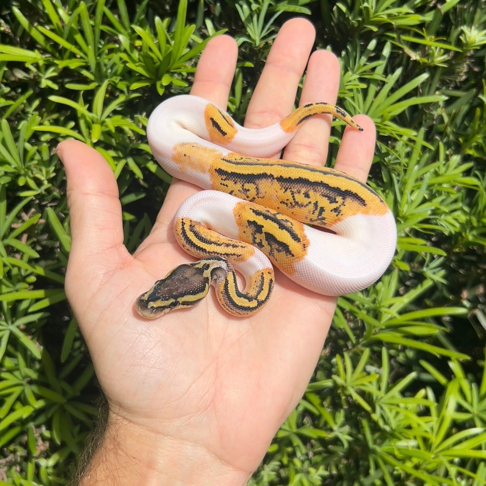 1.0 pastel pied