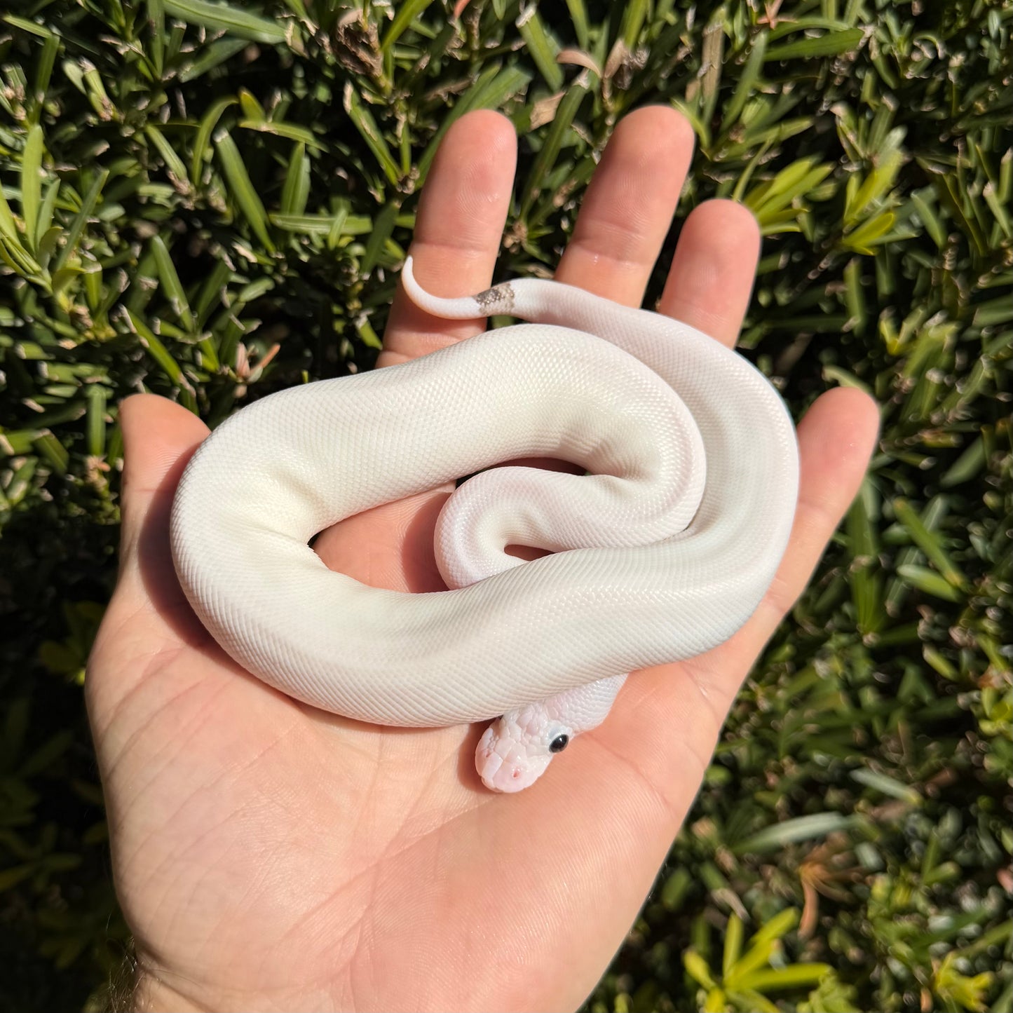 1.0 pewter pied poss yb, Leo, OD