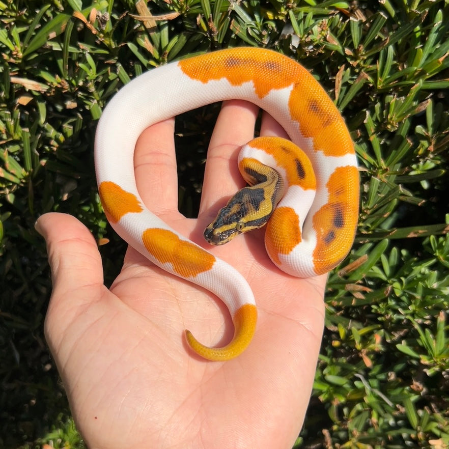 1.0 OD Enchi leopard pied