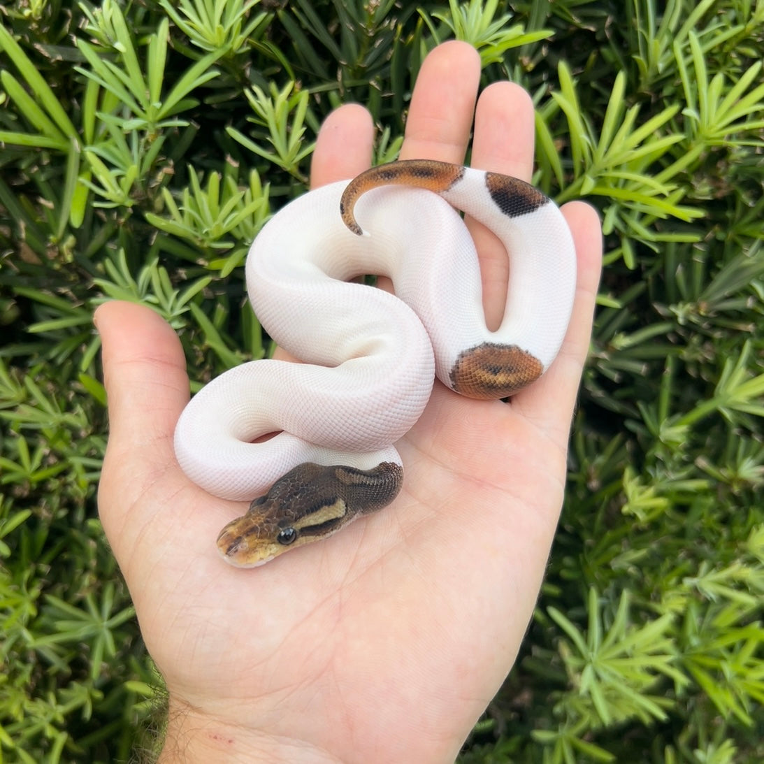 1.0 cinnamon pied