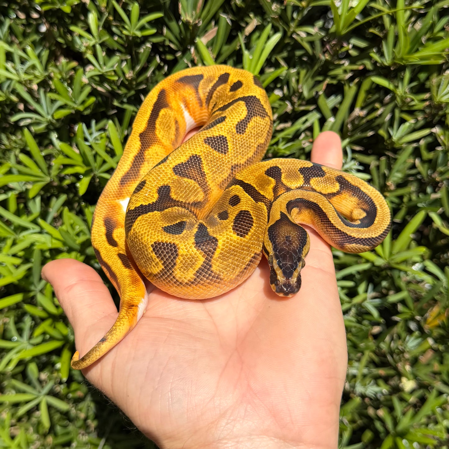 0.1 Enchi pied