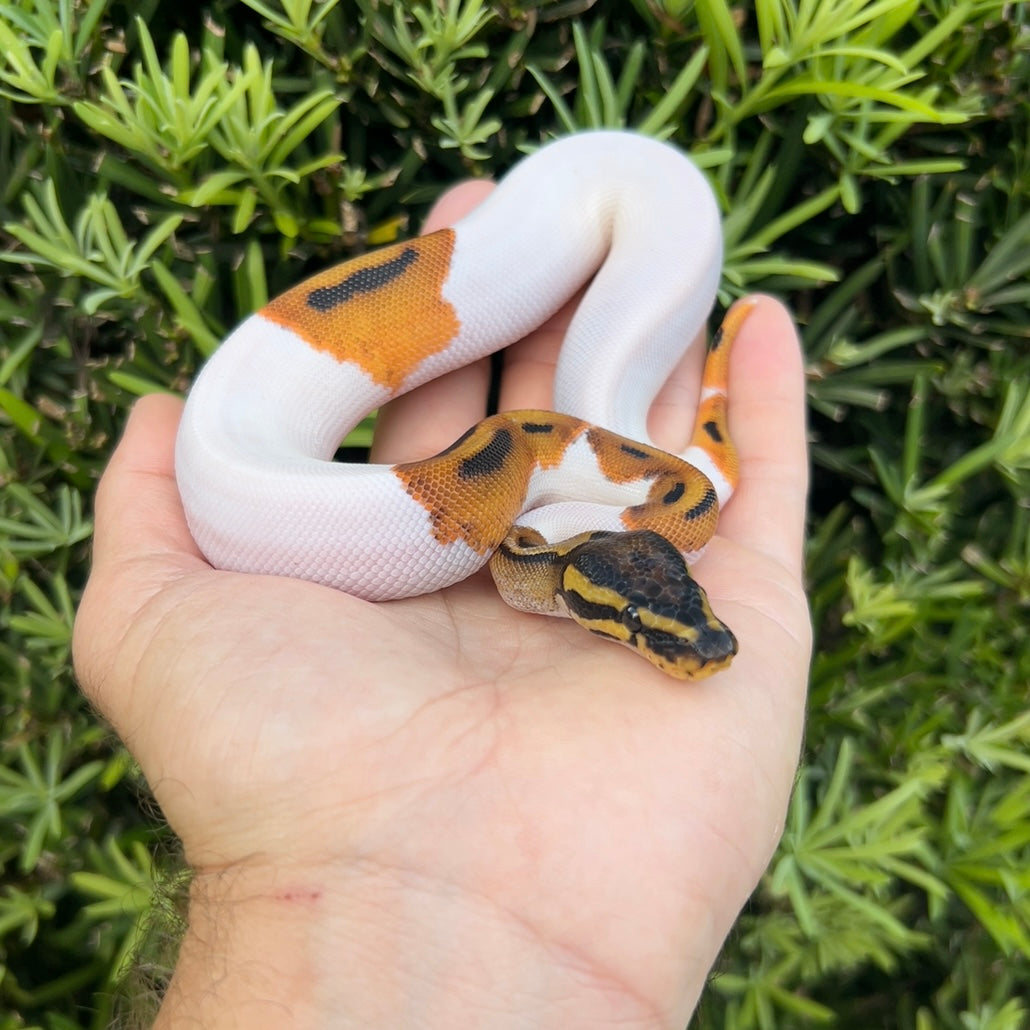 1.0 OD pied
