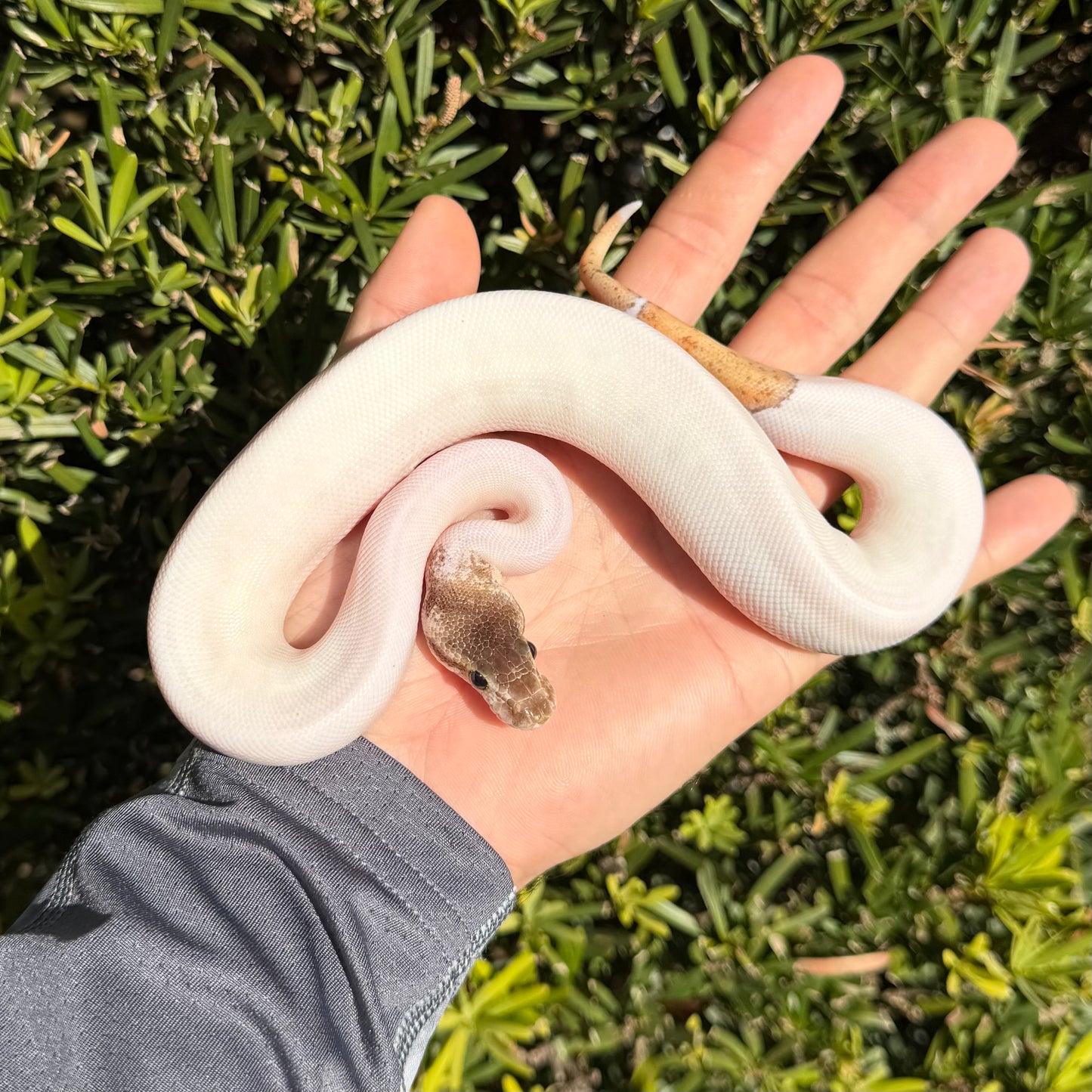 1.0 pewter pied poss yb/od