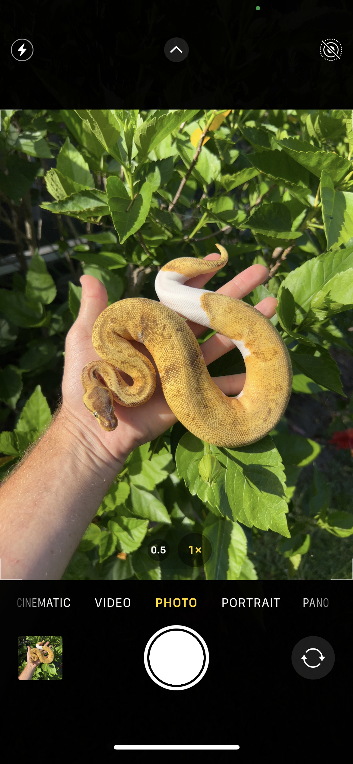 1.0 Super enchi pastel pinstripe pied