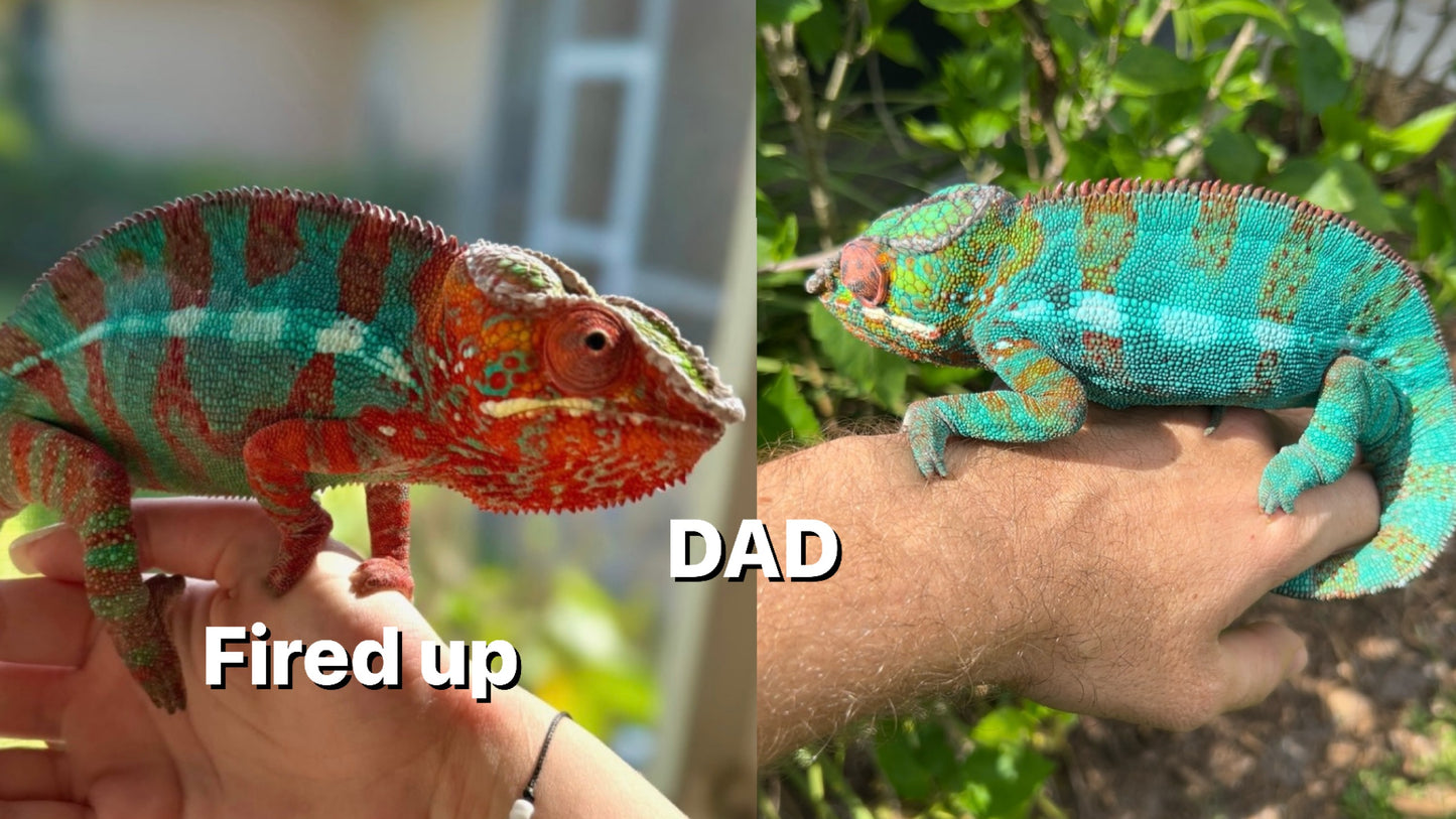 Baby Male Ambilobe panther chameleon