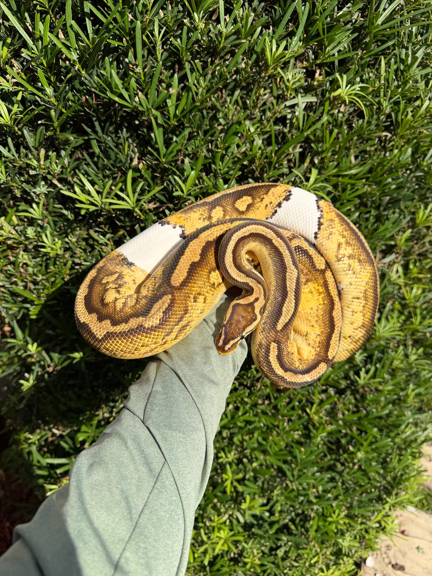 0.1 Pastel pied (proven breeder)