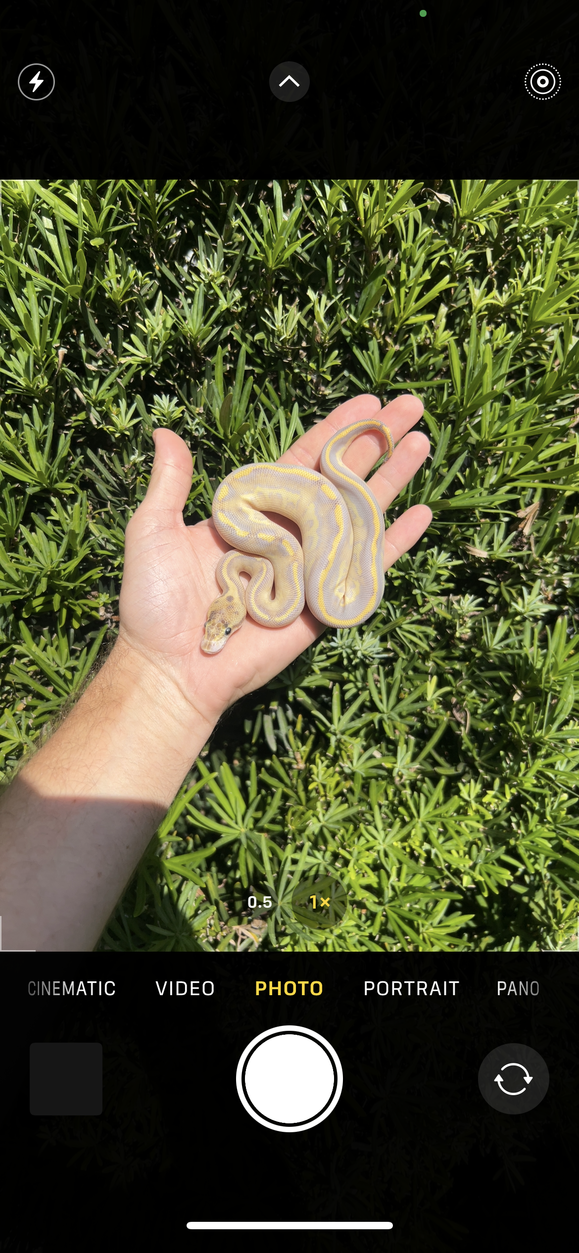 1.0 leopard ivory het pied