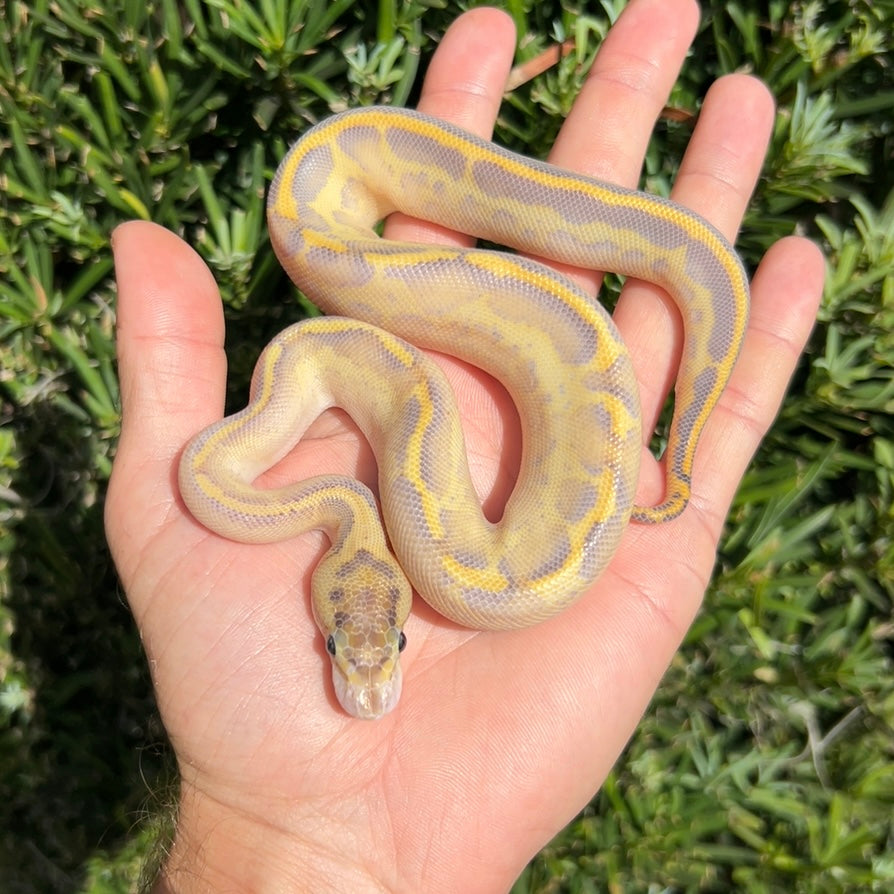 0.1 Leopard ivory het pied