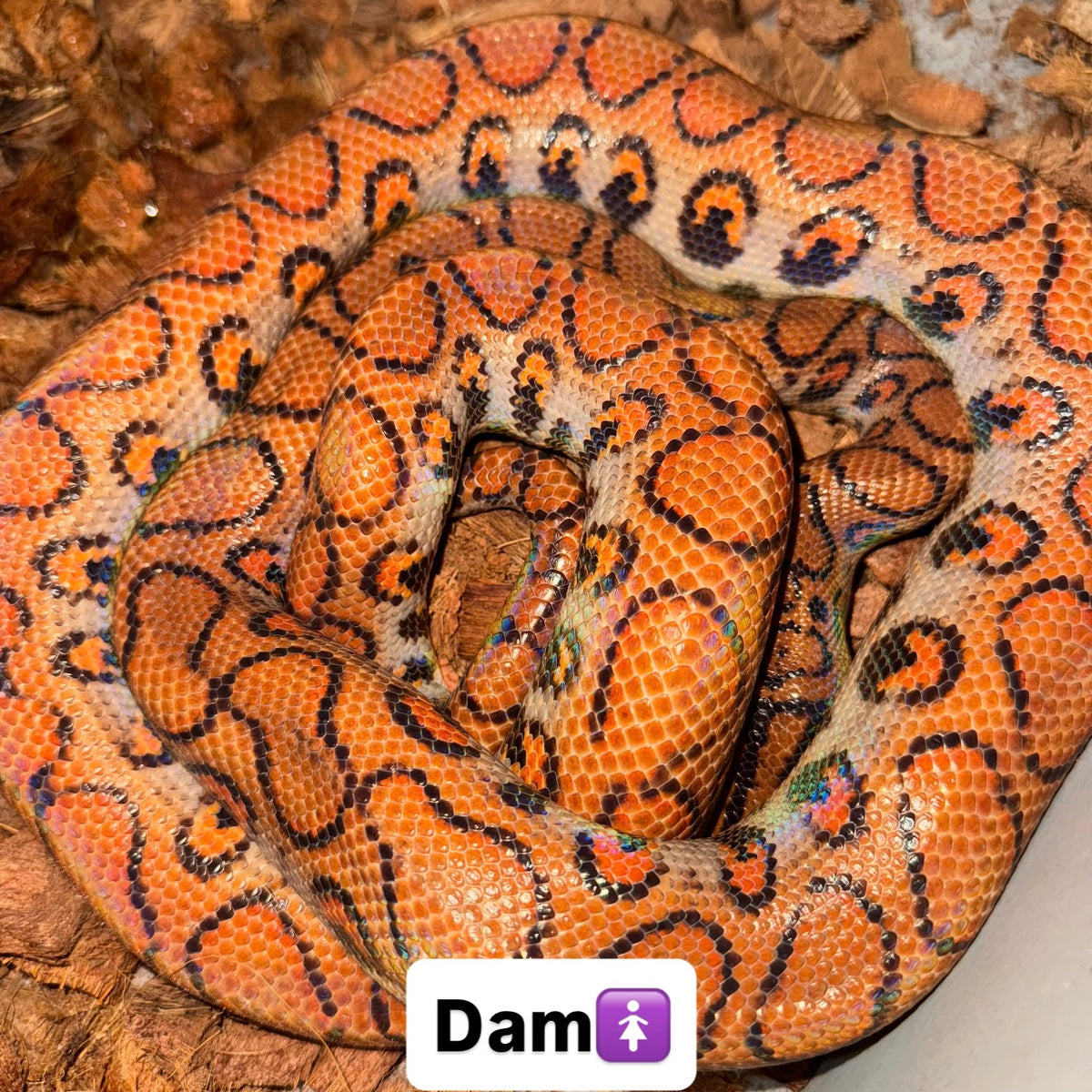 1.0 Rainbow boa het Anery poss het albino