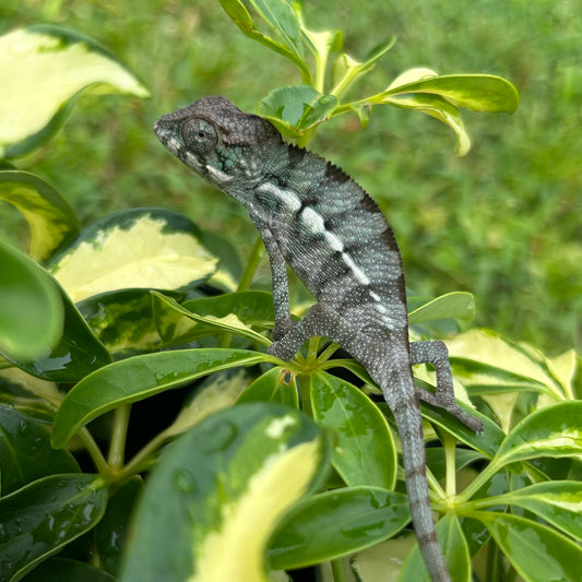 Baby Male Ambilobe panther chameleon