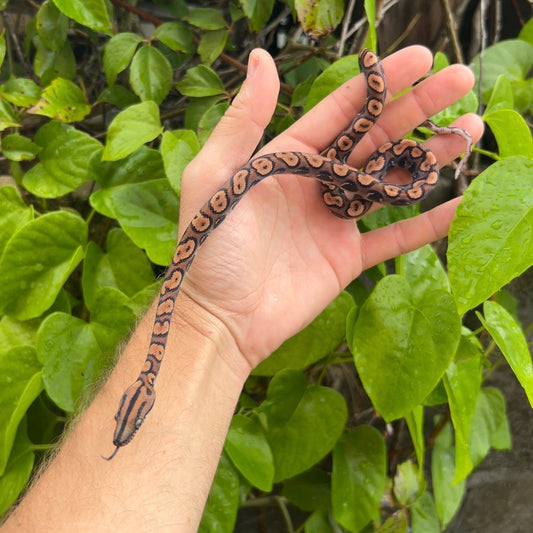 0.1 Brazilian Rainbow boa het anery